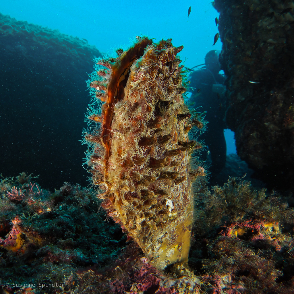 Spiny Fan Mussel