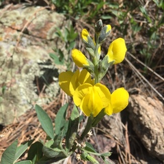Thermopsis divaricarpa