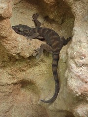 Pseudothecadactylus lindneri