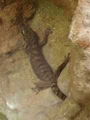 Pseudothecadactylus lindneri