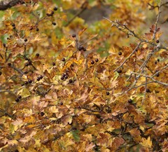 Crataegus pentagyna