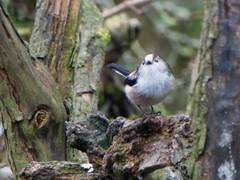 Aegithalos caudatus