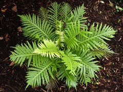 Pteris epaleata