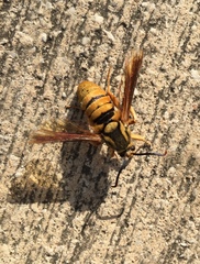 Paranthrene simulans