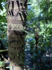 Astrocaryum mexicanum