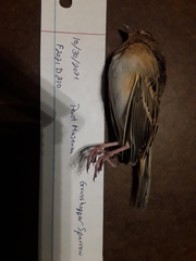 Ammodramus savannarum