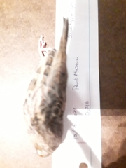 Ammodramus savannarum