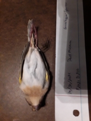 Ammodramus savannarum