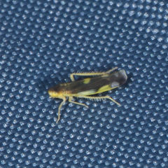 Eupteryx flavoscuta