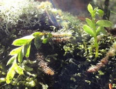 Tmesipteris tannensis