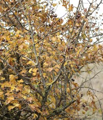 Crataegus pentagyna