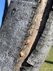 Pulvinaria innumerabilis