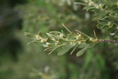 Thymelaea tartonraira