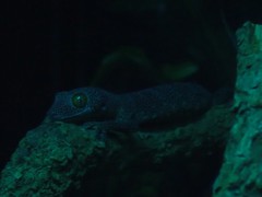 Strophurus taenicauda