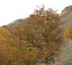 Crataegus pentagyna