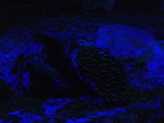 Tachyglossus aculeatus