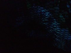 Tachyglossus aculeatus