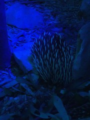 Tachyglossus aculeatus