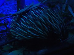 Tachyglossus aculeatus