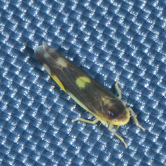 Eupteryx flavoscuta