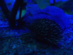 Tachyglossus aculeatus