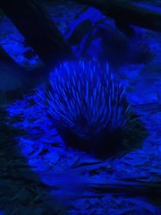 Tachyglossus aculeatus