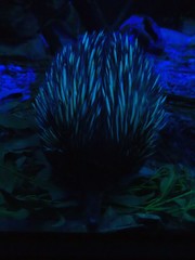 Tachyglossus aculeatus