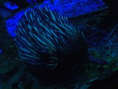 Tachyglossus aculeatus