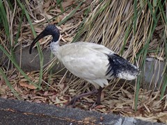 Threskiornis molucca
