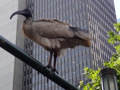 Threskiornis molucca