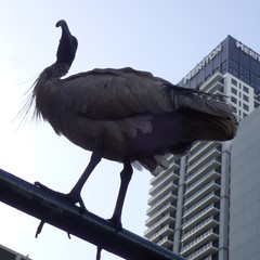 Threskiornis molucca