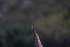 Muscicapa sibirica