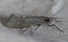 Cisthene dorsimacula