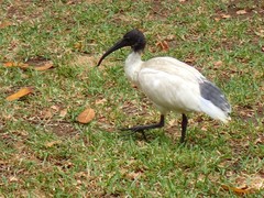 Threskiornis molucca
