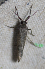 Cisthene dorsimacula