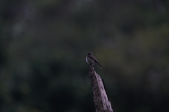 Muscicapa sibirica