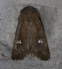 Tricholita fistula