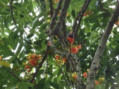 Trichoglossus moluccanus