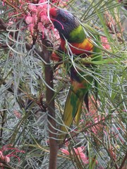 Trichoglossus moluccanus