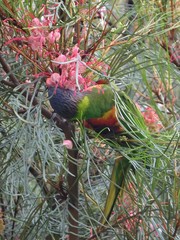Trichoglossus moluccanus