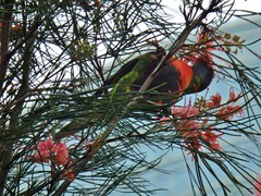 Trichoglossus moluccanus