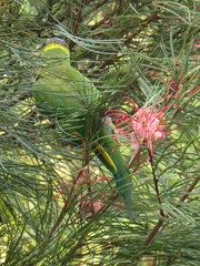 Trichoglossus moluccanus