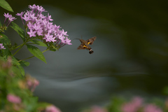Macroglossum divergens