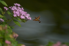 Macroglossum divergens