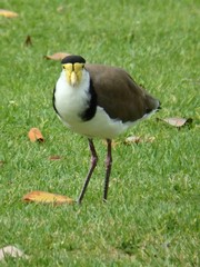 Vanellus miles novaehollandiae