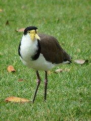 Vanellus miles novaehollandiae