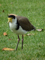 Vanellus miles novaehollandiae