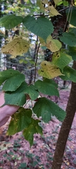 Magnoliopsida