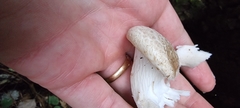 Agaricomycetes