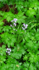 Hyacinthoides non-scripta